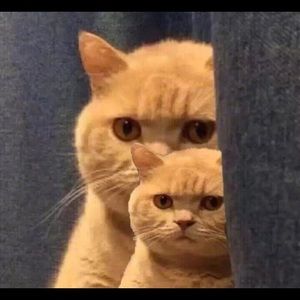 Meet your Posher, Yingning